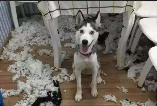 王狗狗家大姐爆料视频,揭秘家庭生活幕后真相  第1张